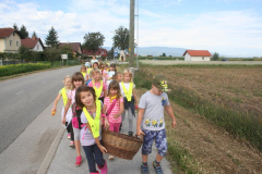 Pobirali smo krompir